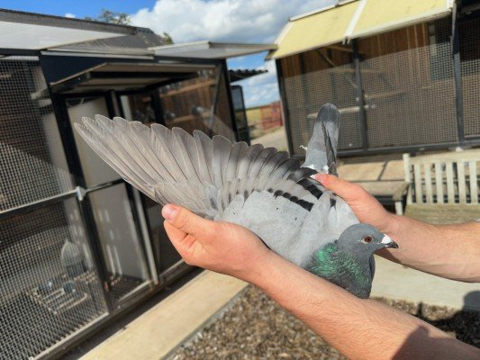 National winner Bourges IV Young birds Viktor Daenen